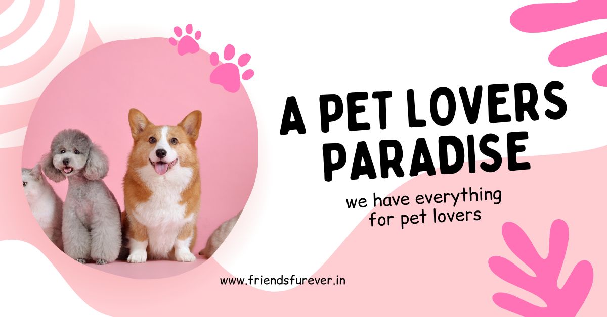 Pet Dining Accessories